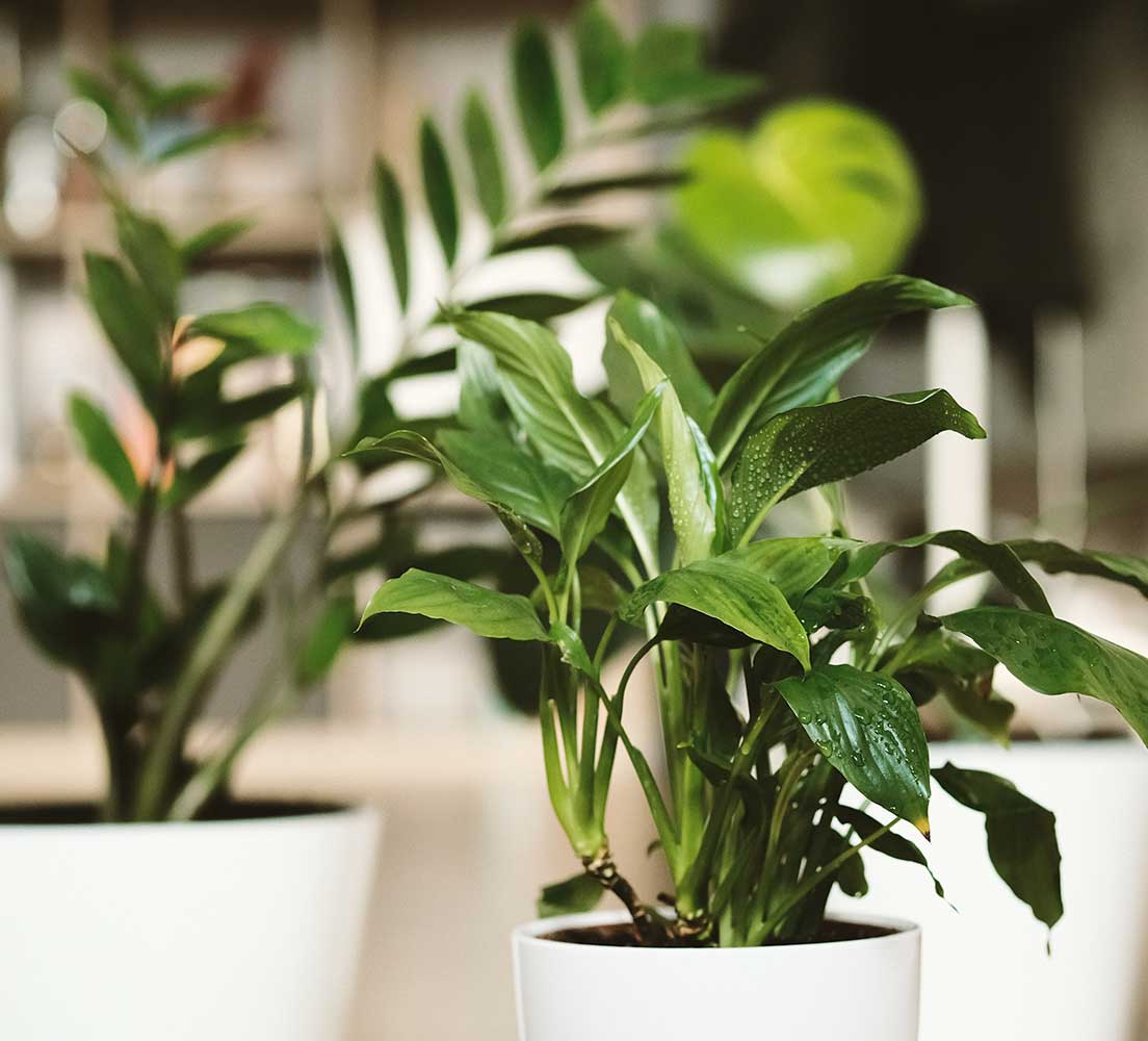 office plants sitting on a desk in an office space