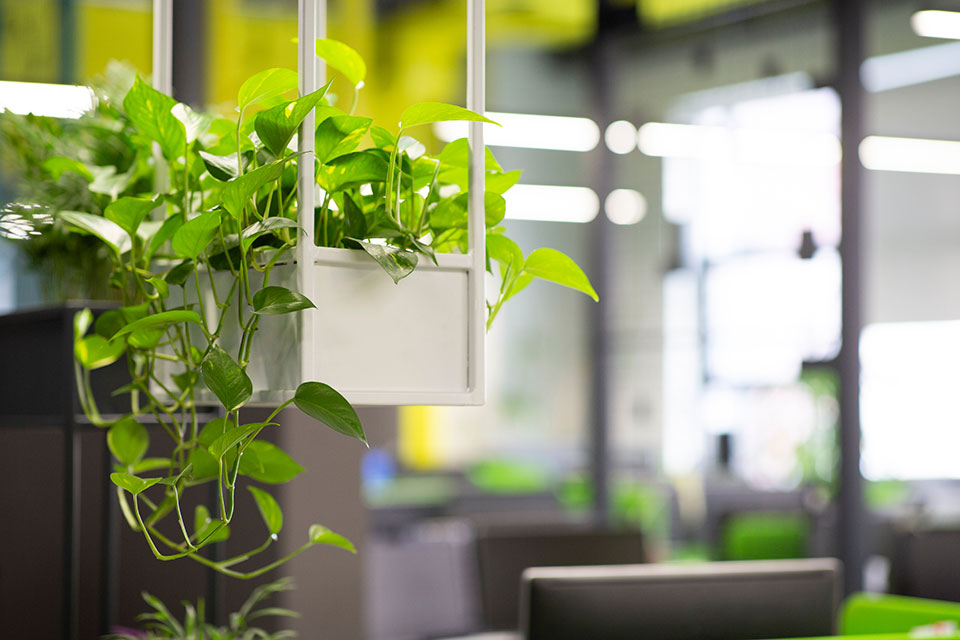 office plants handing from a planter in an empty office space